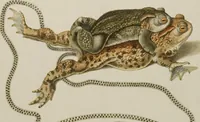 An illustration from Historia Natvralis Ranarvm Nostrativm in qua omnes earum proprietates / Die natürliche Historie der Frösche hiesigen Landes (1758)