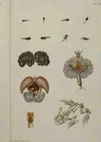 Picture 30 of 33 from Historia Natvralis Ranarvm Nostrativm in qua omnes earum proprietates / Die natürliche Historie der Frösche hiesigen Landes (1758), leaf 174
