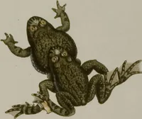 An illustration from Historia Natvralis Ranarvm Nostrativm in qua omnes earum proprietates / Die natürliche Historie der Frösche hiesigen Landes (1758)