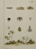 Picture 32 of 33 from Historia Natvralis Ranarvm Nostrativm in qua omnes earum proprietates / Die natürliche Historie der Frösche hiesigen Landes (1758), leaf 178