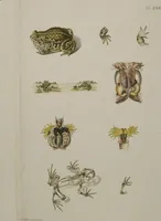 An illustration from Historia Natvralis Ranarvm Nostrativm in qua omnes earum proprietates / Die natürliche Historie der Frösche hiesigen Landes (1758)