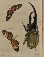 An illustration from (Band 4): ... in welchem auser verschiedenen in- und ausländischen Insecten, auch die hiesige grosse Kreutz-Spinne nach ihrem Ursprung, Wachsthum und andern wunderbaren Eigenschaften, aus eigener Erfahrung beschrieben und in 40. sauber illuminirten Kupfern nach dem Leben abgebildet und vorgestellet worden vo: nebst einer zuverläßigen Nachricht von den Lebensumständen des seel. Verfassers (1761)