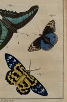 An illustration from (Band 4): ... in welchem auser verschiedenen in- und ausländischen Insecten, auch die hiesige grosse Kreutz-Spinne nach ihrem Ursprung, Wachsthum und andern wunderbaren Eigenschaften, aus eigener Erfahrung beschrieben und in 40. sauber illuminirten Kupfern nach dem Leben abgebildet und vorgestellet worden vo: nebst einer zuverläßigen Nachricht von den Lebensumständen des seel. Verfassers (1761)