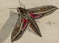 An illustration from (Band 4): ... in welchem auser verschiedenen in- und ausländischen Insecten, auch die hiesige grosse Kreutz-Spinne nach ihrem Ursprung, Wachsthum und andern wunderbaren Eigenschaften, aus eigener Erfahrung beschrieben und in 40. sauber illuminirten Kupfern nach dem Leben abgebildet und vorgestellet worden vo: nebst einer zuverläßigen Nachricht von den Lebensumständen des seel. Verfassers (1761)