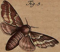 An illustration from (Band 4): ... in welchem auser verschiedenen in- und ausländischen Insecten, auch die hiesige grosse Kreutz-Spinne nach ihrem Ursprung, Wachsthum und andern wunderbaren Eigenschaften, aus eigener Erfahrung beschrieben und in 40. sauber illuminirten Kupfern nach dem Leben abgebildet und vorgestellet worden vo: nebst einer zuverläßigen Nachricht von den Lebensumständen des seel. Verfassers (1761)