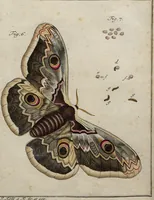 An illustration from (Band 4): ... in welchem auser verschiedenen in- und ausländischen Insecten, auch die hiesige grosse Kreutz-Spinne nach ihrem Ursprung, Wachsthum und andern wunderbaren Eigenschaften, aus eigener Erfahrung beschrieben und in 40. sauber illuminirten Kupfern nach dem Leben abgebildet und vorgestellet worden vo: nebst einer zuverläßigen Nachricht von den Lebensumständen des seel. Verfassers (1761)