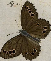An illustration from (Band 4): ... in welchem auser verschiedenen in- und ausländischen Insecten, auch die hiesige grosse Kreutz-Spinne nach ihrem Ursprung, Wachsthum und andern wunderbaren Eigenschaften, aus eigener Erfahrung beschrieben und in 40. sauber illuminirten Kupfern nach dem Leben abgebildet und vorgestellet worden vo: nebst einer zuverläßigen Nachricht von den Lebensumständen des seel. Verfassers (1761)