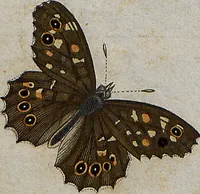 An illustration from (Band 4): ... in welchem auser verschiedenen in- und ausländischen Insecten, auch die hiesige grosse Kreutz-Spinne nach ihrem Ursprung, Wachsthum und andern wunderbaren Eigenschaften, aus eigener Erfahrung beschrieben und in 40. sauber illuminirten Kupfern nach dem Leben abgebildet und vorgestellet worden vo: nebst einer zuverläßigen Nachricht von den Lebensumständen des seel. Verfassers (1761)