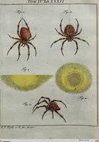 Picture 22 of 26 from (Band 4): ... in welchem auser verschiedenen in- und ausländischen Insecten, auch die hiesige grosse Kreutz-Spinne nach ihrem Ursprung, Wachsthum und andern wunderbaren Eigenschaften, aus eigener Erfahrung beschrieben und in 40. sauber illuminirten Kupfern nach dem Leben abgebildet und vorgestellet worden vo: nebst einer zuverläßigen Nachricht von den Lebensumständen des seel. Verfassers (1761), leaf 337