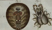 An illustration from (Band 4): ... in welchem auser verschiedenen in- und ausländischen Insecten, auch die hiesige grosse Kreutz-Spinne nach ihrem Ursprung, Wachsthum und andern wunderbaren Eigenschaften, aus eigener Erfahrung beschrieben und in 40. sauber illuminirten Kupfern nach dem Leben abgebildet und vorgestellet worden vo: nebst einer zuverläßigen Nachricht von den Lebensumständen des seel. Verfassers (1761)