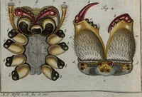 An illustration from (Band 4): ... in welchem auser verschiedenen in- und ausländischen Insecten, auch die hiesige grosse Kreutz-Spinne nach ihrem Ursprung, Wachsthum und andern wunderbaren Eigenschaften, aus eigener Erfahrung beschrieben und in 40. sauber illuminirten Kupfern nach dem Leben abgebildet und vorgestellet worden vo: nebst einer zuverläßigen Nachricht von den Lebensumständen des seel. Verfassers (1761)
