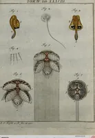 An illustration from (Band 4): ... in welchem auser verschiedenen in- und ausländischen Insecten, auch die hiesige grosse Kreutz-Spinne nach ihrem Ursprung, Wachsthum und andern wunderbaren Eigenschaften, aus eigener Erfahrung beschrieben und in 40. sauber illuminirten Kupfern nach dem Leben abgebildet und vorgestellet worden vo: nebst einer zuverläßigen Nachricht von den Lebensumständen des seel. Verfassers (1761)