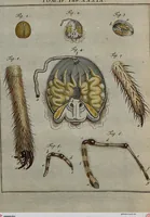 An illustration from (Band 4): ... in welchem auser verschiedenen in- und ausländischen Insecten, auch die hiesige grosse Kreutz-Spinne nach ihrem Ursprung, Wachsthum und andern wunderbaren Eigenschaften, aus eigener Erfahrung beschrieben und in 40. sauber illuminirten Kupfern nach dem Leben abgebildet und vorgestellet worden vo: nebst einer zuverläßigen Nachricht von den Lebensumständen des seel. Verfassers (1761)