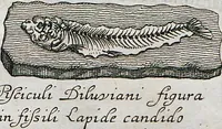 Picture 3 of 22 from Piscium Querelae Et Vindiciae (1708), leaf 18