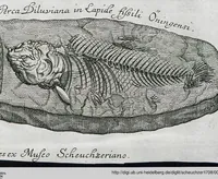 Picture 4 of 22 from Piscium Querelae Et Vindiciae (1708), leaf 20