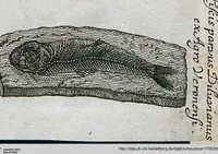 Picture 5 of 22 from Piscium Querelae Et Vindiciae (1708), leaf 21