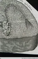 Picture 6 of 22 from Piscium Querelae Et Vindiciae (1708), leaf 27