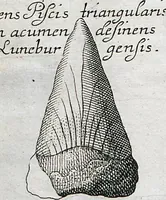 Picture 8 of 22 from Piscium Querelae Et Vindiciae (1708), leaf 32