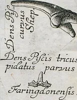 Picture 9 of 22 from Piscium Querelae Et Vindiciae (1708), leaf 34