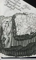 Picture 10 of 22 from Piscium Querelae Et Vindiciae (1708), leaf 35