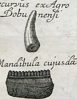 Picture 11 of 22 from Piscium Querelae Et Vindiciae (1708), leaf 36