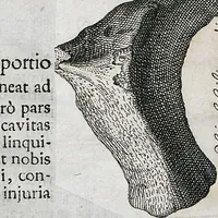 Picture 12 of 22 from Piscium Querelae Et Vindiciae (1708), leaf 37