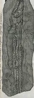 Picture 14 of 22 from Piscium Querelae Et Vindiciae (1708), leaf 39