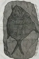 Picture 16 of 22 from Piscium Querelae Et Vindiciae (1708), leaf 45