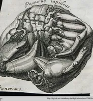 Picture 17 of 22 from Piscium Querelae Et Vindiciae (1708), leaf 49