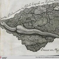 Picture 18 of 22 from Piscium Querelae Et Vindiciae (1708), leaf 51