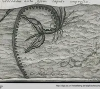 Picture 19 of 22 from Piscium Querelae Et Vindiciae (1708), leaf 52
