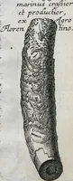Picture 20 of 22 from Piscium Querelae Et Vindiciae (1708), leaf 54