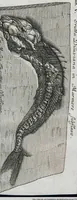 Picture 21 of 22 from Piscium Querelae Et Vindiciae (1708), leaf 59