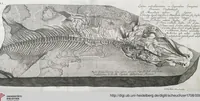 Picture 2 of 22 from Piscium Querelae Et Vindiciae (1708), leaf 7