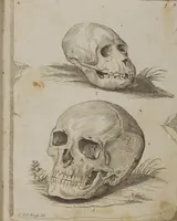 An illustration from (Tafelband 1): Theil 1 - 3 und Supplement 1 u. 2: Taf. I - CLXV (1775)
