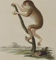 An illustration from (Tafelband 1): Theil 1 - 3 und Supplement 1 u. 2: Taf. I - CLXV (1775)