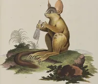 An illustration from (Tafelband 1): Theil 1 - 3 und Supplement 1 u. 2: Taf. I - CLXV (1775)