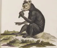 An illustration from (Tafelband 1): Theil 1 - 3 und Supplement 1 u. 2: Taf. I - CLXV (1775)