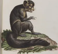 An illustration from (Tafelband 1): Theil 1 - 3 und Supplement 1 u. 2: Taf. I - CLXV (1775)