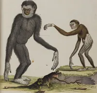 An illustration from (Tafelband 1): Theil 1 - 3 und Supplement 1 u. 2: Taf. I - CLXV (1775)