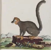 An illustration from (Tafelband 1): Theil 1 - 3 und Supplement 1 u. 2: Taf. I - CLXV (1775)