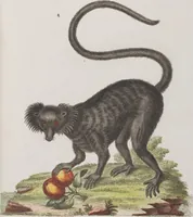 An illustration from (Tafelband 1): Theil 1 - 3 und Supplement 1 u. 2: Taf. I - CLXV (1775)