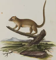 An illustration from (Tafelband 1): Theil 1 - 3 und Supplement 1 u. 2: Taf. I - CLXV (1775)