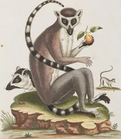 An illustration from (Tafelband 1): Theil 1 - 3 und Supplement 1 u. 2: Taf. I - CLXV (1775)