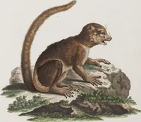 An illustration from (Tafelband 1): Theil 1 - 3 und Supplement 1 u. 2: Taf. I - CLXV (1775)