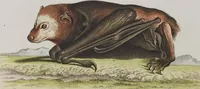 An illustration from (Tafelband 1): Theil 1 - 3 und Supplement 1 u. 2: Taf. I - CLXV (1775)