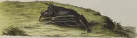 Picture 122 of 366 from (Tafelband 1): Theil 1 - 3 und Supplement 1 u. 2: Taf. I - CLXV (1775), leaf 128