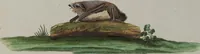 Picture 124 of 366 from (Tafelband 1): Theil 1 - 3 und Supplement 1 u. 2: Taf. I - CLXV (1775), leaf 130