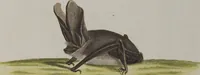 An illustration from (Tafelband 1): Theil 1 - 3 und Supplement 1 u. 2: Taf. I - CLXV (1775)