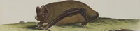 Picture 130 of 366 from (Tafelband 1): Theil 1 - 3 und Supplement 1 u. 2: Taf. I - CLXV (1775), leaf 133